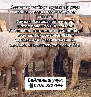 продаю козы: Ассаламу алейкум туугандар ушул арашан ургачы козу- токтулар сатылат