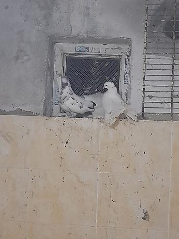 ev quşları haqqında melumat: Hazır cüt pavlinlər. ağ dişi. o biri erkəydi. heç bir xəstəliyi yoxdu — 3