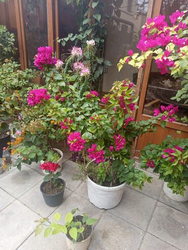 Otaq bitkiləri: Şefler ve her cür ev güllərin satışı mövcudu isdediyiniz gülün — 7