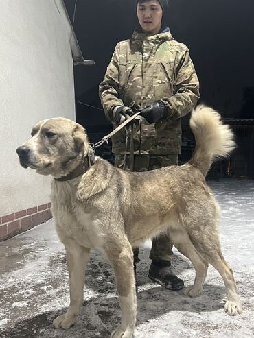Продажа собак: Алабай, 3 года, Самка, С прививкой, С родословной
