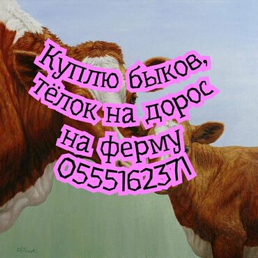 продажа попугаев жако: Куплю | Коровы, быки, Лошади, кони | Круглосуточно, На забой, на мясо, На откорм