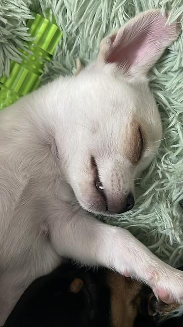 Продажа собак: Продаются замечательные щенки — такса и чихуахуа 🐶✨ Ищем заботливых и — 10
