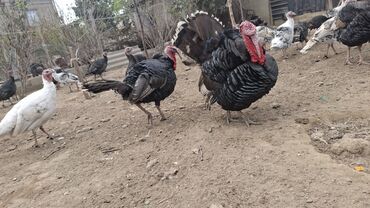 Hinduşka: Erkək, Amerika, Damazlıq, Ünvandan götürmə — 7