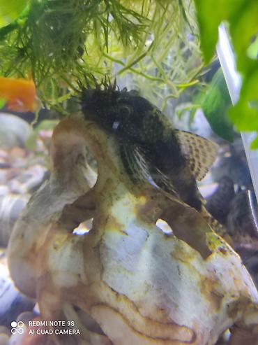 Аквариумы: Аквариум заводской, с крышкой 60 литров, со всеми комплектующими — 5