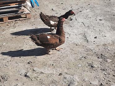 xas: Muscovy ördəkləri (indoutka) – qəhvəyi rəngdə sürü - Cins — 6