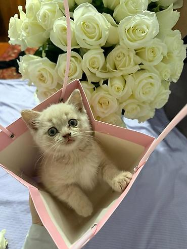 Продажа кошек: Предлогаются к Продаже, можно уже забирать к себе. Остались 1 девочка — 10