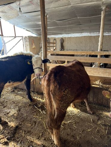 Коровы, быки: Продаю | Корова (самка) | Полукровка | На откорм | Привязанные — 13