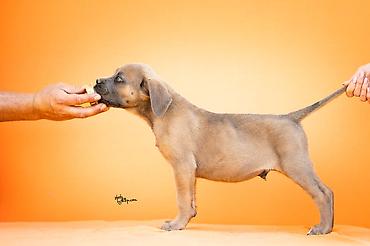 obuca ps: Sa zadovoljstvom predstavljamo novo leglo Cane Corso štenaca iz — 6