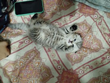 абиссинская кошка: цена: Шотландские вислоухие котята (Scottish Fold) - Тип: домашние котята с