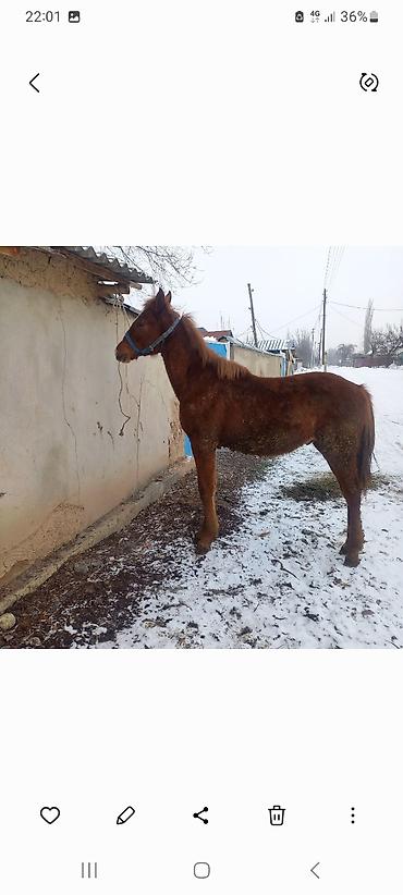 Продажа домов: Дом, 300 м², 5 комнат, Собственник, Косметический ремонт at lalafo.kg — 18 Продажа домов: Дом, 300 м², 5 комнат, Собственник, Косметический ремонт — 18