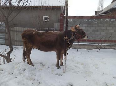 Коровы, быки: Продаю | Тёлка | Швицкая | Для молока | Стельные — 2