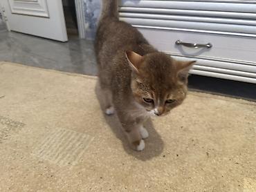 Pişiklər: Britan — 10