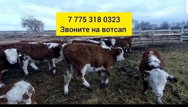 продаю телята: Бички телята Продаю | Музоо, торпок, Корова Алатауская | На забой