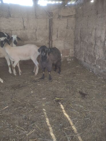 Другие животные: Продаю козу вместесь козлятами. Козлятам два месяца. Все подряд