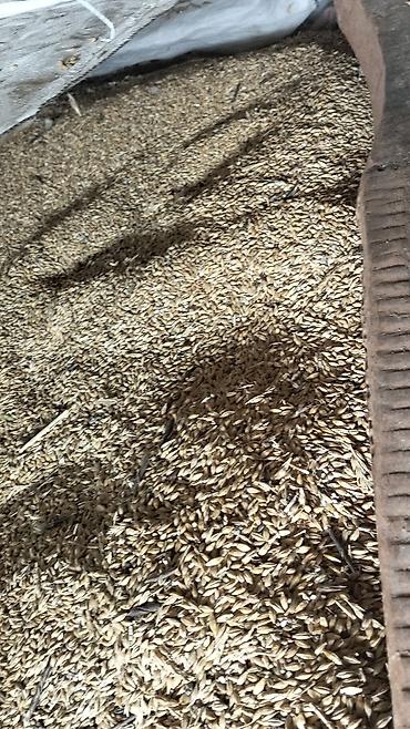 K/t heyvanları üçün mallar: Arpa toxumu – xırda heyvandarlıq və əkiniş üçün Məhsul təsviri: - — 1