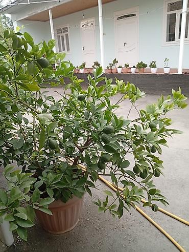 защита от холода: Плодоносящий цитрусовый куст в кадке Лимон - Крупное — 2