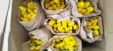 Тюльпан: Тюльпаны оптом - Цена: от 90 сом - Длина: 60 см - Тюльпаны с — 8