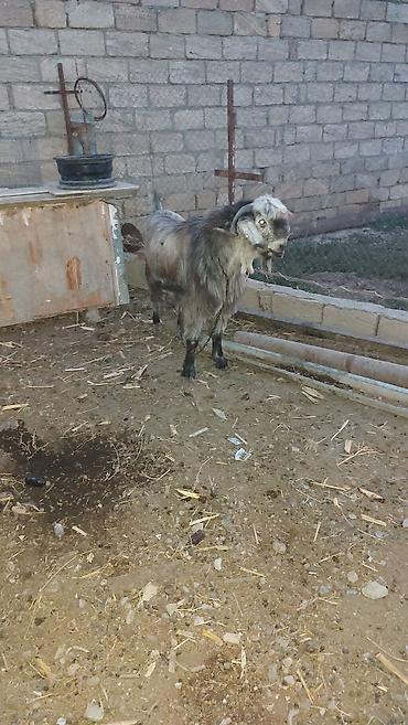 baliq akvarium satisi: Salam Hələb keçisi satlır Erkəy keçidi həm damazlığa həmdə kəsgiyə — 1