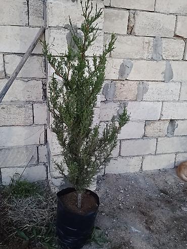 yoncanin qiymeti: Kiparis Şamı hər ölçüdə var — 4