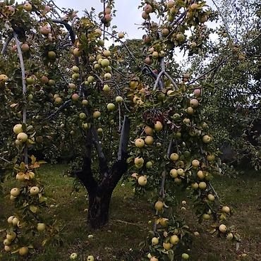 Продажа коттеджей и домов: Продаю дом в Иссык-Кульской области, село Григорьевка-Пристань. 4 — 10