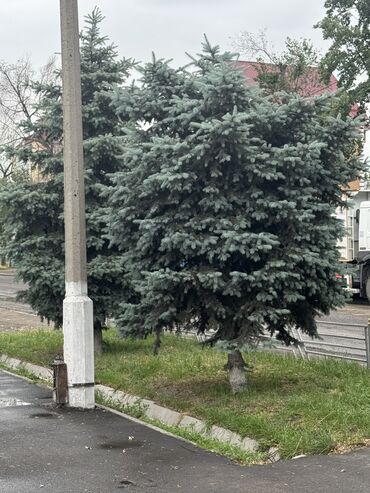 где купить саженцы павловнии: Саженцы деревьев: Ели, Самовывоз