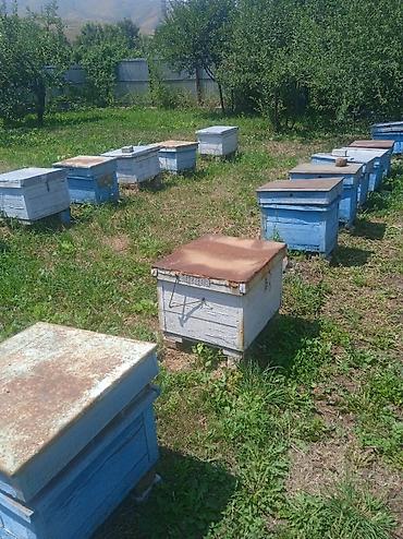 куры живые: Продаю для пчел улики 12. рамочный балчелек сатылат лежаки — 3