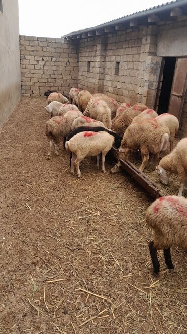 Qoyunlar, qoçlar: Erkək, il: 8, 55 kq, Damazlıq, Ünvandan götürmə — 4