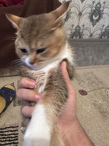 Pişiklər: Britan — 6