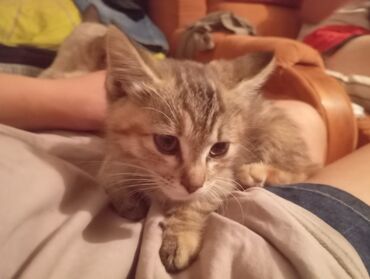 мейн кун бишкек питомник lyubushka купить котенка цена фото: Продаю здоровых породистых котят. темно серый - Мейн Кун с Вислоухой