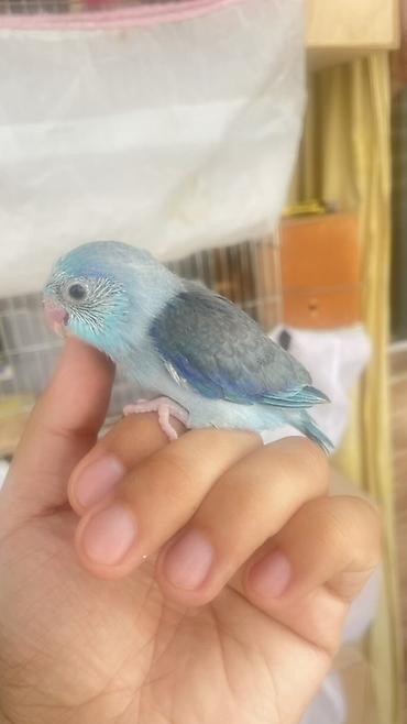 balaca pisik satisi: Mavi rəng çalarlarında çox sevimli balaca tutuquşu balası. Quşun — 3