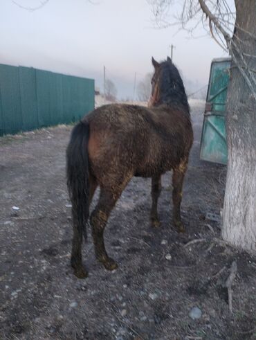 Лошади, кони: Продаю | Жеребец | Рабочий | Племенные — 5