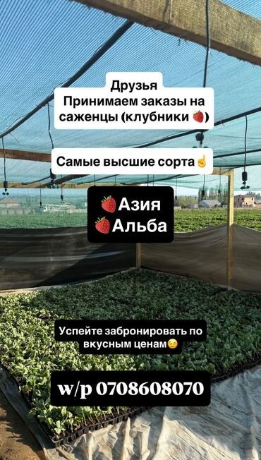цена мясо в бишкеке сегодня: Көчөттөр : Кулпунай, Өзү алып кетүү