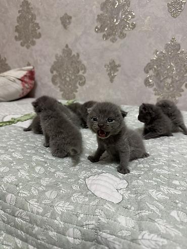 Продажа кошек: Предлагаются к продаже шотландские вислоухие кошки и котята. Взрослая at lalafo.kg — 3 Продажа кошек: Предлагаются к продаже шотландские вислоухие кошки и котята. Взрослая — 3