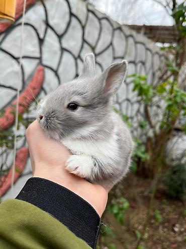 ev itleri qiymeti: Salam🖐🏻. 🎁 Ad günlerinde bayram ve xüsusi günlerde Hediyye seçiminde — 5