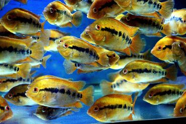 Balıqlar: Cixlid balığı — 7