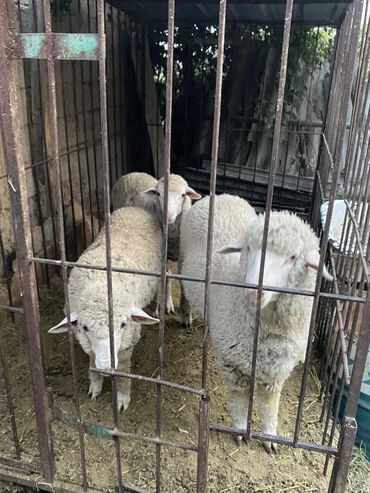 бараны самец: Сатам | Ургаачы кой (ургаачы), Кочкор (эркек)