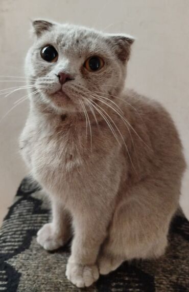 в добрые руки котята: Şotland yastı qulaq, Dişi, Yaxşı əllərə, Pulsuz çatdırılma, Ödənişli çatdırılma