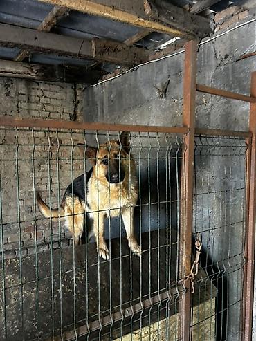 Продажа собак: Немецкая овчарка, классический черно‑рыжий окрас. Плотный подшерсток — 15