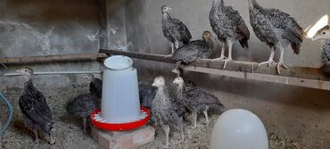 hind quşu satışı: Dişi, Kanada, Ətlik, Ünvandan götürmə