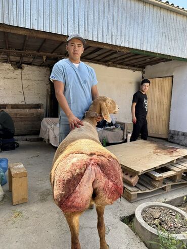 Услуги ветеринара: Ветеринардык врач …! Ветеринарный врач …! Узи🐄🐎🐑🐐🐕🐈 Бодо малга — 4