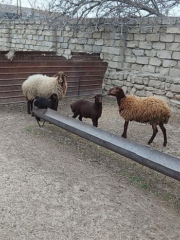 K/t heyvanları və malları: Salam 2 dene Ana baladi. Qirmizi qoyun 1 ci qarnidi disi balaynan .Ag — 9