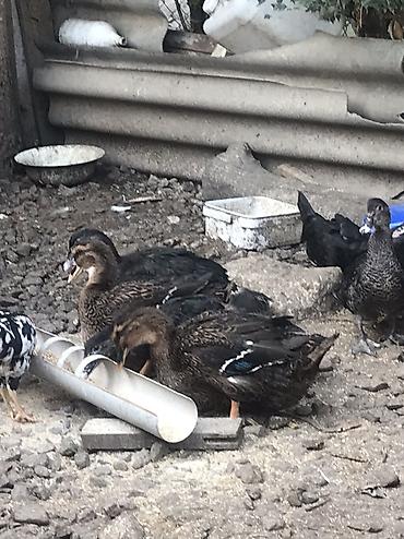 qaz farm: Aq rengde olan. Ayzberq. Deyilen Ruan satilir. 9 ayliq tek xoruzdu — 7