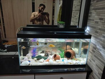 akvarium balıqlarının satışı: Akvarium Balilaq Filter Su qizdirici Isiq Dekor Das Hamsi qiymete
