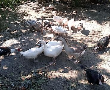 cücə və xoruz təmsil: REAL ALİCİYA ENDİRİM OLACAQ!!! Qaz və ördək sürüsü - Növlər: ağ və — 1