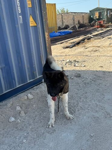 Bentley: Akita-inu, Erkek