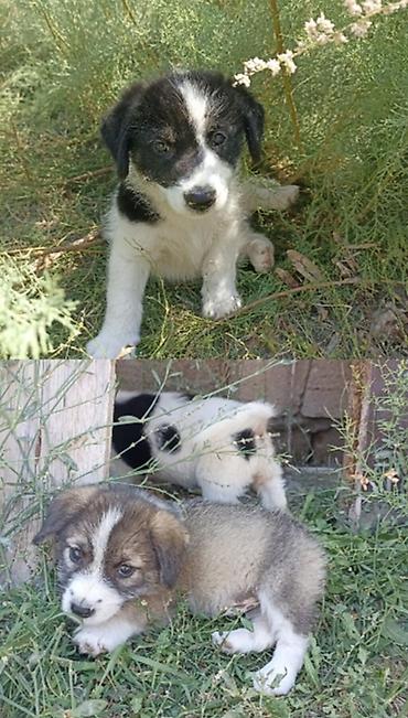 İtlər: 1 ay -da lalafo.az — 1 İtlər: 1 ay — 1