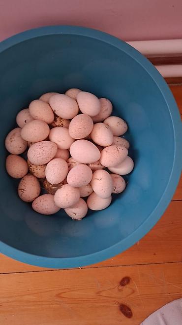 Heyvanlar: 🥚 Damazlıq yumurta 2.50 🐥 Sağlam və aktiv balalar 7.50 manat ✅ Güclü — 7