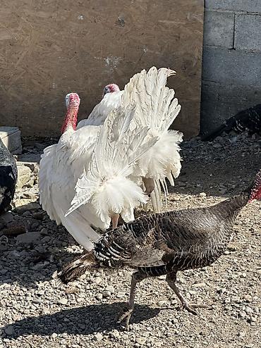 Птицы: Самки и самцы — 2