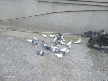 Göyərçinlər: Məhsul: Güvənçinlər (xüsusi uçuş və rəng çeşidləri) Təsvir: - — 1