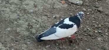 danişan quş: Göyərçinlər